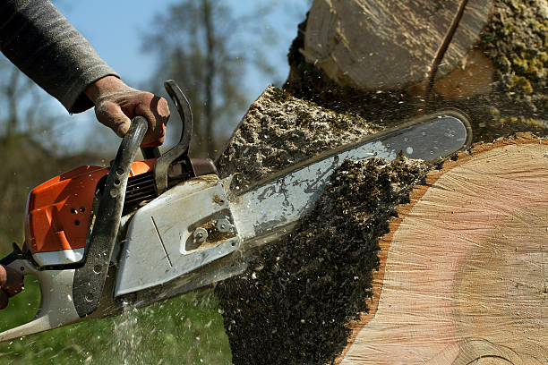 The Steps Involved in Our Tree Care Process in Osage Beach, MO